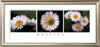 Daisies by Vitantonio Dell'orto Pricing Limited Edition Print image