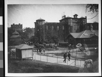Panoramic View Of People Strolling Through The Central Park Zoo, Near The Elephant And Camel Pens by Wallace G. Levison Pricing Limited Edition Print image