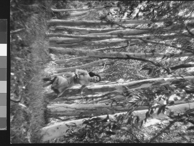 Actress Pier Angeli In Strapless Chiffon Party Dress, Gayly Racing Through The Woods by Allan Grant Pricing Limited Edition Print image