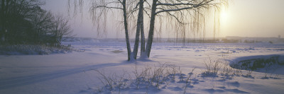 Bare Trees On A Snow Covered Landscape by Staffan Brundell Pricing Limited Edition Print image