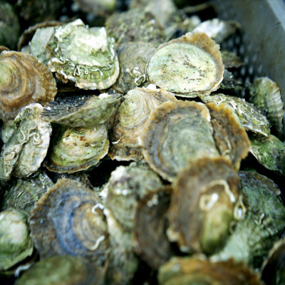 Oysters, Vastkusten, Bohuslan, Sweden by Maria Olsson Pricing Limited Edition Print image