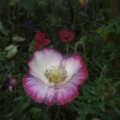 Pink Poppy by Mikael Andersson Pricing Limited Edition Print image