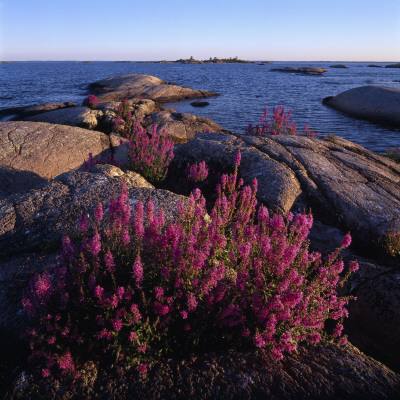 Wild Flowers And Boulders By The Sea In Dalsland, Sweden by Ove Eriksson Pricing Limited Edition Print image