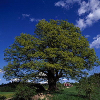 Tree In A Field by Ove Eriksson Pricing Limited Edition Print image