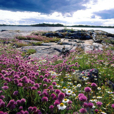 Wild Flowers In An Archipelago, Sweden by Jorgen Larsson Pricing Limited Edition Print image