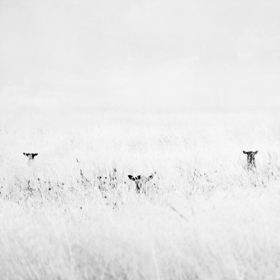 Three Sheep Grazing In A Field by Mattias Nilsson Pricing Limited Edition Print image