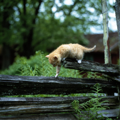 Cat Walking On A Wooden Log by Jorgen Larsson Pricing Limited Edition Print image