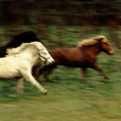 Running Horses by Mikael Bertmar Pricing Limited Edition Print image