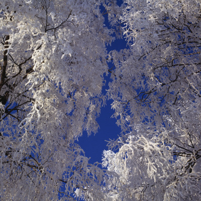Snow Covered Tree Branches, Sweden by Mikael Andersson Pricing Limited Edition Print image