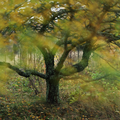 An Autumn Tree by Mikael Andersson Pricing Limited Edition Print image