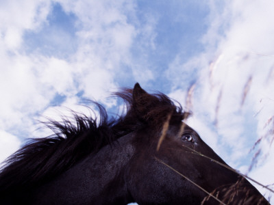 Black Horse Beneath Azure Sky, Skagafjordur, Iceland by Bjarki Reyr Asmundsson Pricing Limited Edition Print image