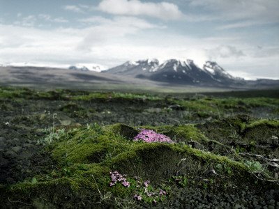 A Little Cluster Of Purple Flowers In The Wilderness, Iceland by Atli Mar Pricing Limited Edition Print image