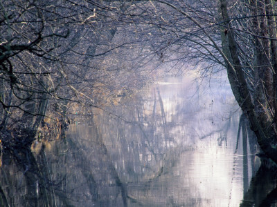 Bare Trees Along A River by Bjorn Andren Pricing Limited Edition Print image
