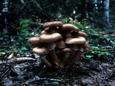 Brown Mushrooms by Bjorn Wiklander Pricing Limited Edition Print image