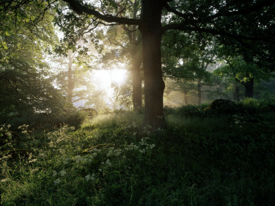 Trees At Sunrise, Sweden by Anders Ekholm Pricing Limited Edition Print image