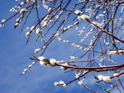 Osier In Bloom, Sweden by Anders Ekholm Pricing Limited Edition Print image