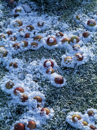 High Angle View Of Fruits Covered With Snow by Bengt-Goran Carlsson Pricing Limited Edition Print image