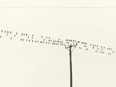 Low Angle View Of A Flock Of Birds by Bengt-Goran Carlsson Pricing Limited Edition Print image