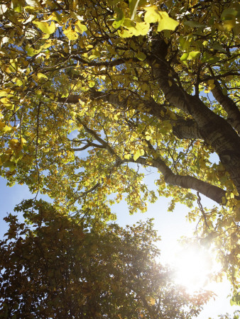 Autumn Leaves In Sunshine, Iceland by Atli Mar Pricing Limited Edition Print image