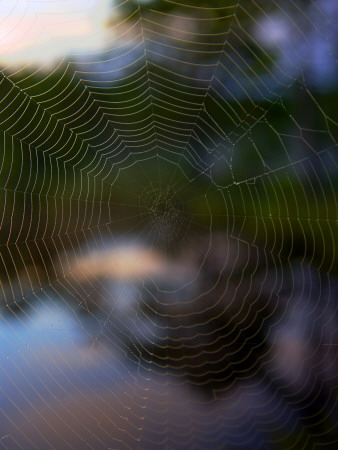 A Spider Web by Anders Ekholm Pricing Limited Edition Print image