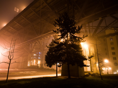 Light Through Tree Under Burrard St Bridge by David Elton Pricing Limited Edition Print image