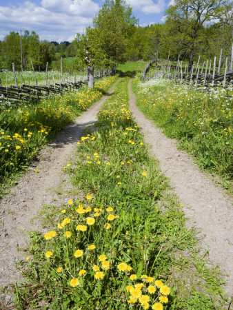 A Gravel Path In The Country Side, Ostergotland In Sweden by Anders Ekholm Pricing Limited Edition Print image