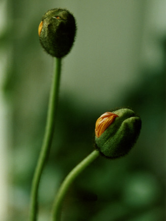 Closed Poppy Buds by Ann Eriksson Pricing Limited Edition Print image
