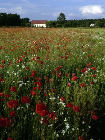 Poppies In A Field, A Cottage In Background, Sweden by Anders Ekholm Pricing Limited Edition Print image
