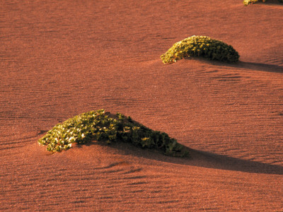 Two Tussocks Surrounded By Sand, Iceland by Einar Magnus Magnusson Pricing Limited Edition Print image