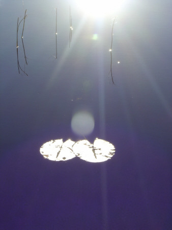 Close-Up Of Two Lily Pads Floating On Water by Helena Bergengren Pricing Limited Edition Print image