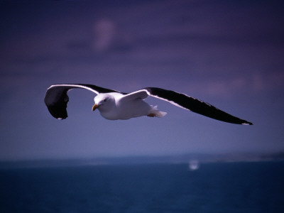 Close-Up Of A Seagull Flying by Ingemar Aourell Pricing Limited Edition Print image