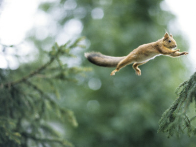 A Squirrel Jumping Between Tree Branches by Hannu Hautala Pricing Limited Edition Print image