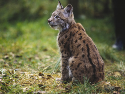 Close-Up Of A Wildcat On The Grass by Hannu Hautala Pricing Limited Edition Print image