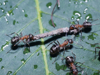 Ants Carrying A Little Piece Of Twig by Jan Rietz Pricing Limited Edition Print image