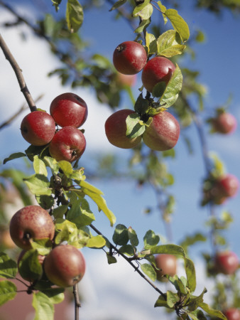 Apples Growing On A Tree by Jan Rietz Pricing Limited Edition Print image