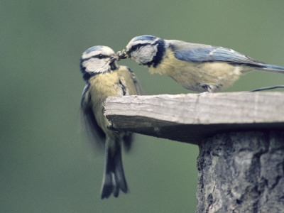 Two Blue-Tits by Hannu Hautala Pricing Limited Edition Print image