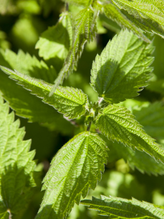 Close-Up Of Green Leaves by Jann Lipka Pricing Limited Edition Print image