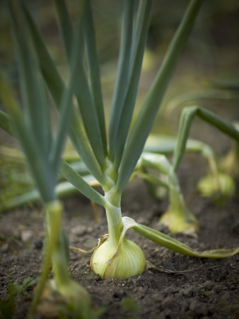 Onions by Jann Lipka Pricing Limited Edition Print image