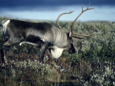 A Reindeer by Jorgen Larsson Pricing Limited Edition Print image