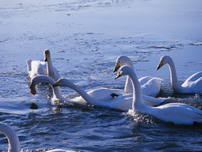 Swans In Cold Water, Iceland by Johannes Long Pricing Limited Edition Print image