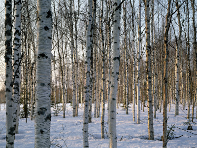 Birch Forest In Spring, South Lapland, Finland by Kalervo Ojutkangas Pricing Limited Edition Print image