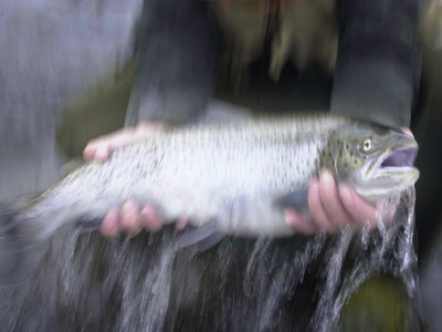 A Hunter Lifting A Salmon Out Of Water by Larus Karl Ingasson Pricing Limited Edition Print image