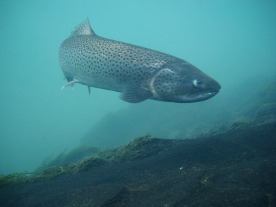 Underwater View Of A Fish by Larus Karl Ingasson Pricing Limited Edition Print image