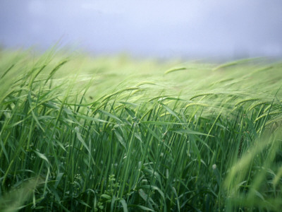 Green Cereals by Larus Karl Ingasson Pricing Limited Edition Print image