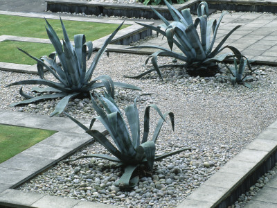 Giant Agaves In Gravel At Water Gardens, London, Created By Tony Heywood Of Conceptual Gardens by Clive Nichols Pricing Limited Edition Print image