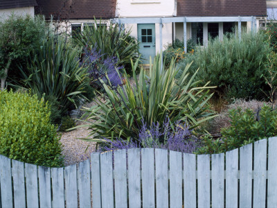Seaside Garden With Blue Wooden Wave Shaped Fence With Perovskia And Phormium Tenax Variegatum by Clive Nichols Pricing Limited Edition Print image