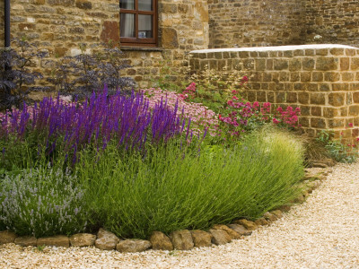 Gravel Garden - Astrantia Roma, Salvia Tanzerin, Sambucus Black Beauty, Lavender, Centranthus by Clive Nichols Pricing Limited Edition Print image