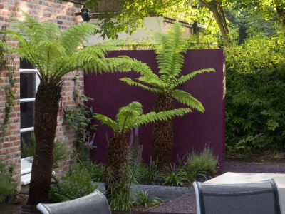 Soft Tree Fern Growing In Front Of A Purple Painted Wall, Designer: Wynniat - Husey Clarke by Clive Nichols Pricing Limited Edition Print image