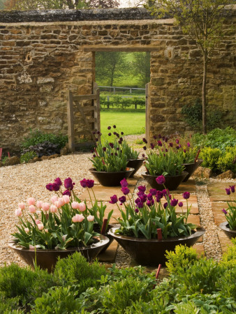 Gravel And Stone Terrace, Tulips 'Apricot Beauty', 'Black Hero' And 'Negrita' In Copper Containers by Clive Nichols Pricing Limited Edition Print image
