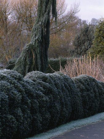 Cloud Holly Hedging In Frost, Designer: John Massey by Clive Nichols Pricing Limited Edition Print image